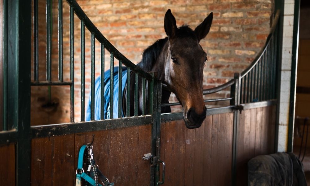 Why PT Treatments Are Incorporating Equine Movement