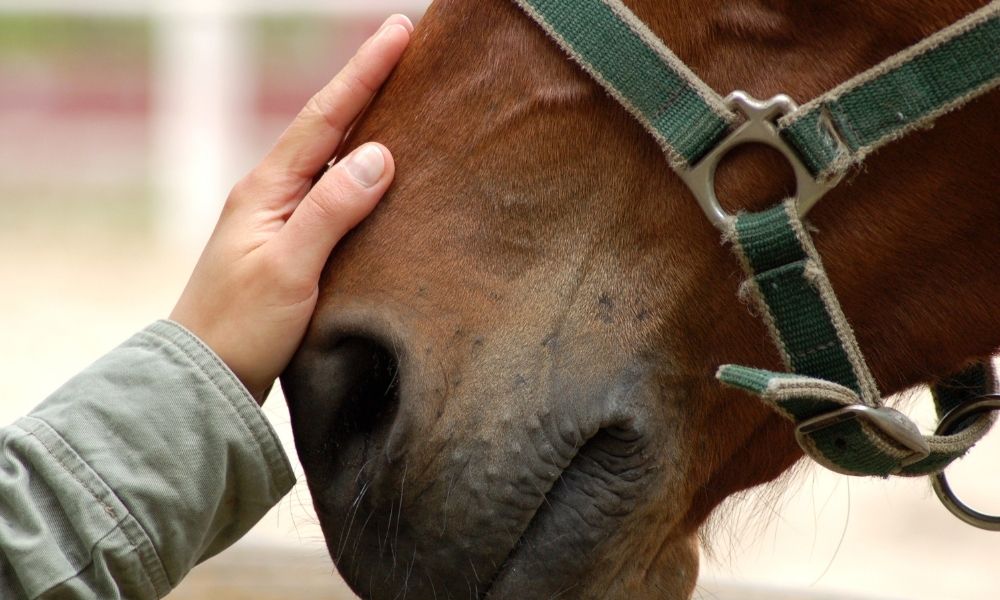 The Future of Hippotherapy and Cerebral Palsy