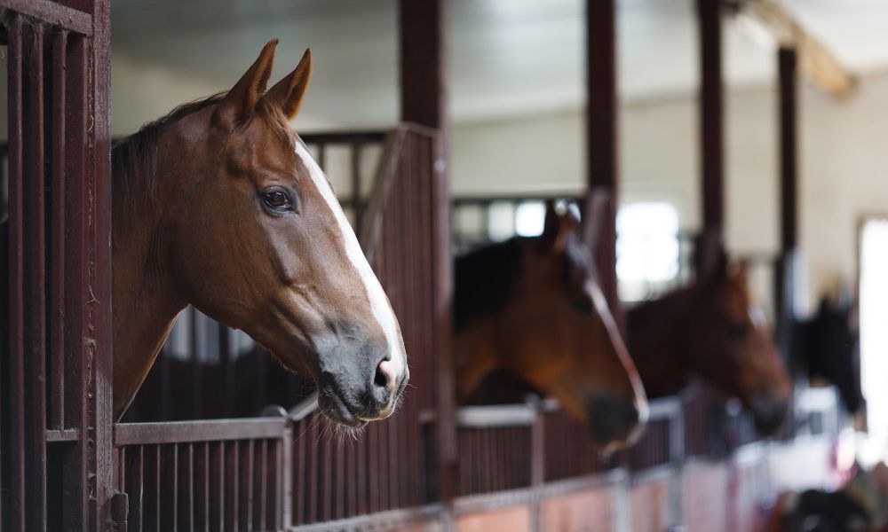 5 Reasons for the Growing Popularity of Equine Therapy