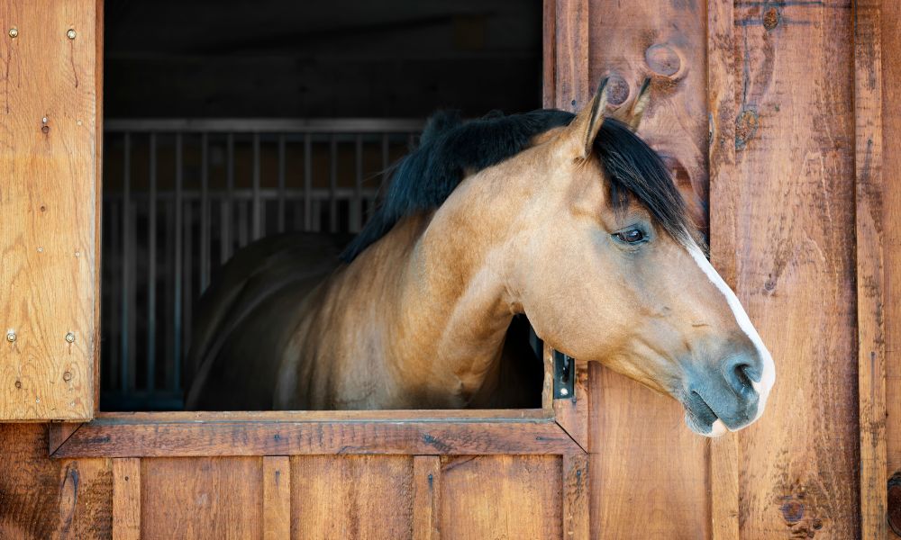 4 Reasons To Foster a Love of Horses in Special Needs Kids